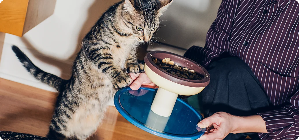 Two tabby cats and a hand holding a bowl of fresh food