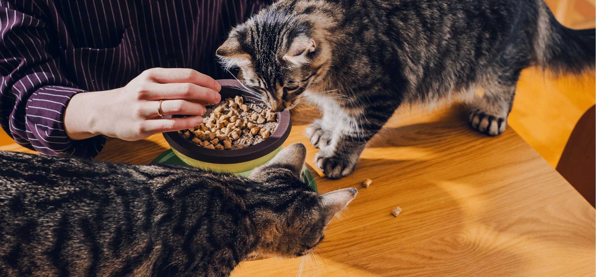 Two tabby cats eating fresh food from a bowl on a wooden table while a hand steadies the bowl