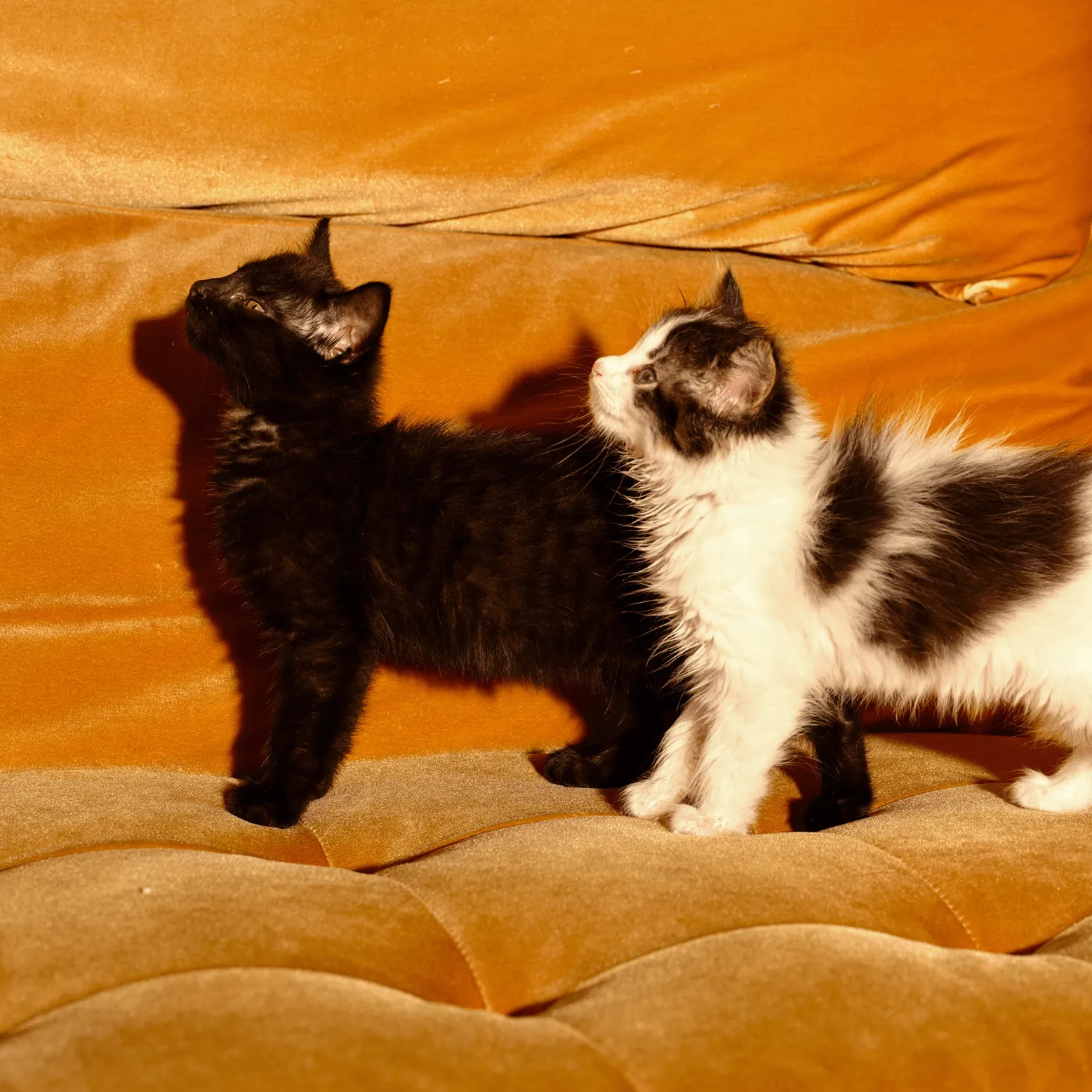 A black kitten and a white kitten on a golden cushion