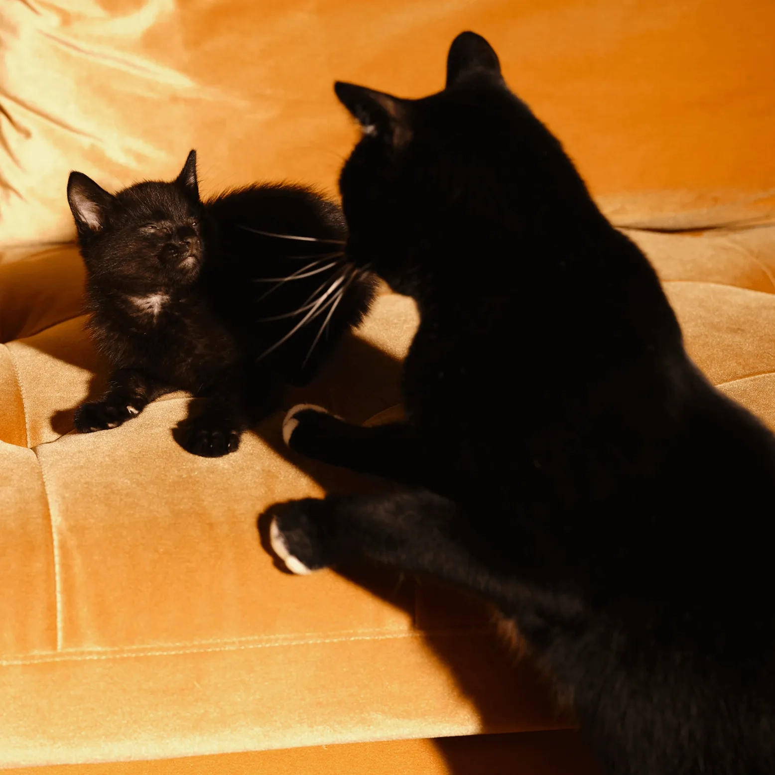 A black cat and a kitten pressed against a cardboard box