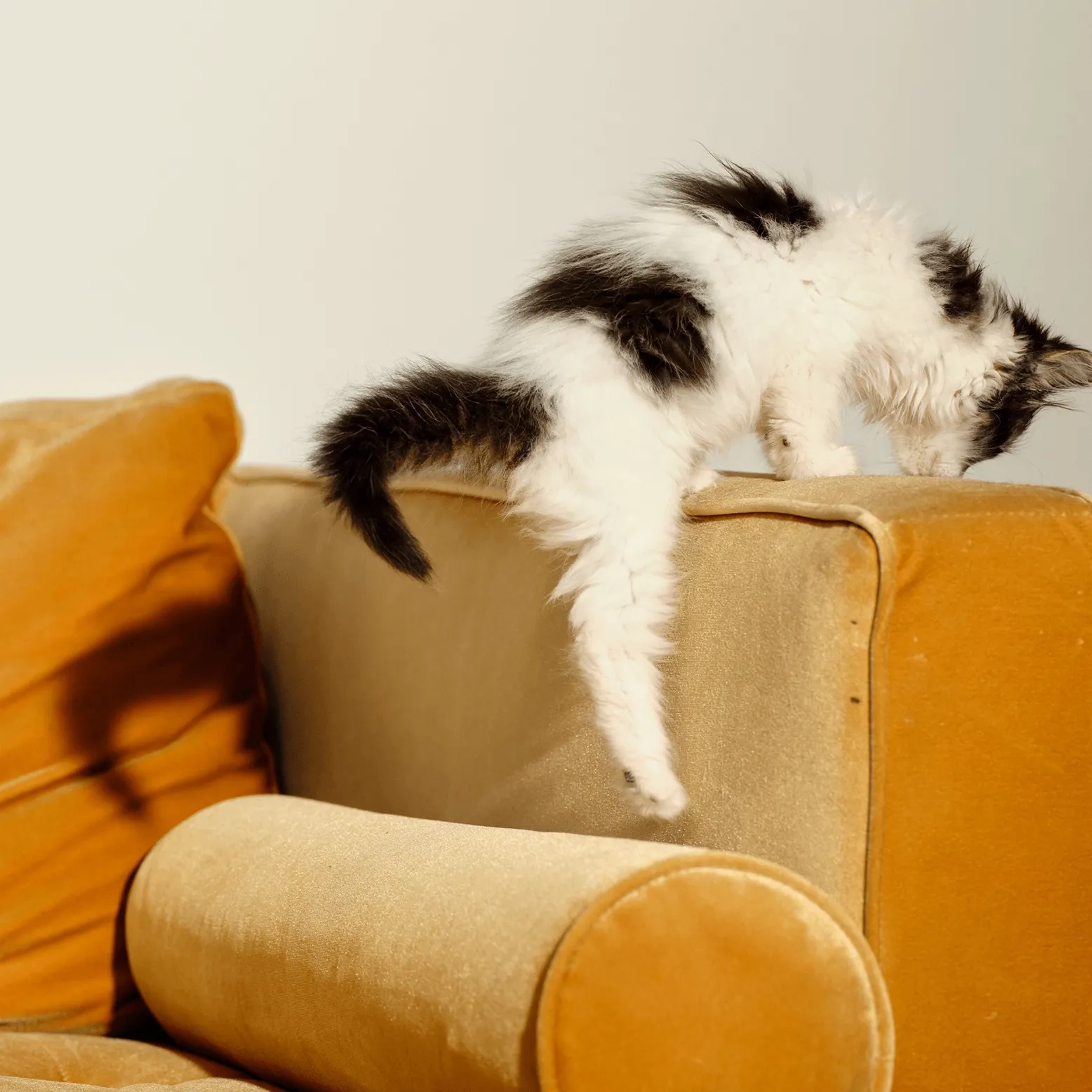 A white and black cat perched on the arm of a golden sofa