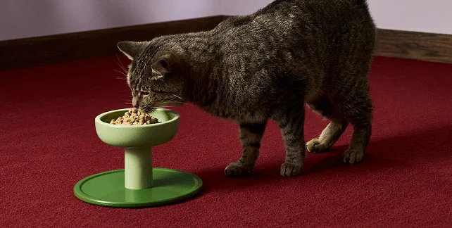 A tabby cat eating from a green pedestal bowl on a red rug