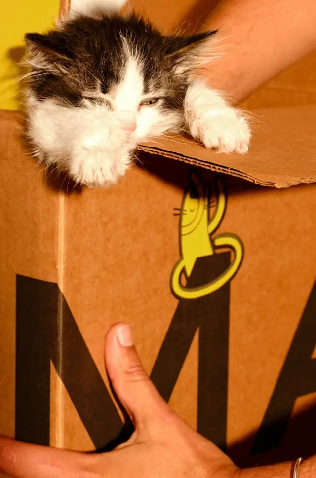 A kitten peeking out of a Smalls shipping box held by two hands